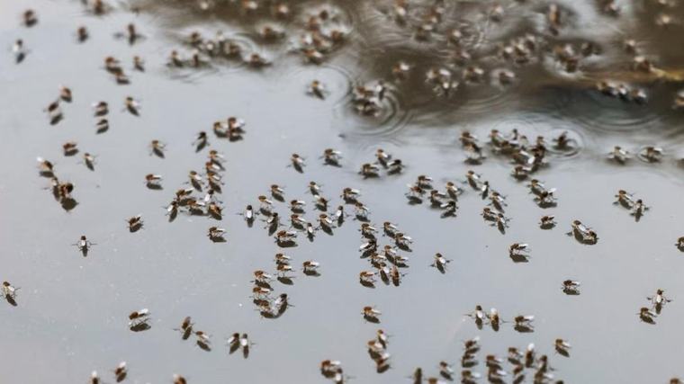 Epidemia de dengue din Bangladesh se agravează, sporind presiunea pe spitale