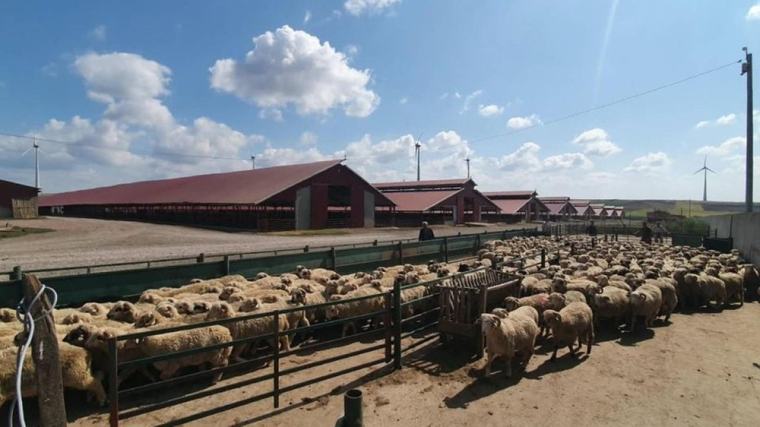 Focar de variolă ovină în județul Galați: Restricții în 47 de localități din trei județe