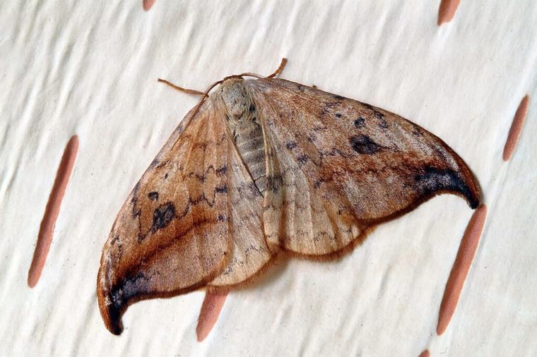 Vrei să scapi de molii? O simplă schimbare a becurilor te poate scăpa de aceste insecte