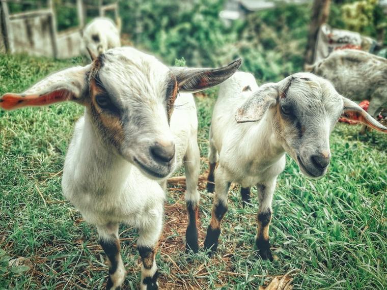 Peste 20% din efectivele de oi și capre din acte nu au fost găsite pe teren, în Tulcea / Animale neidentificate, crotaliate greșit, care figurau ca fiind deja sacrificate sau exportate