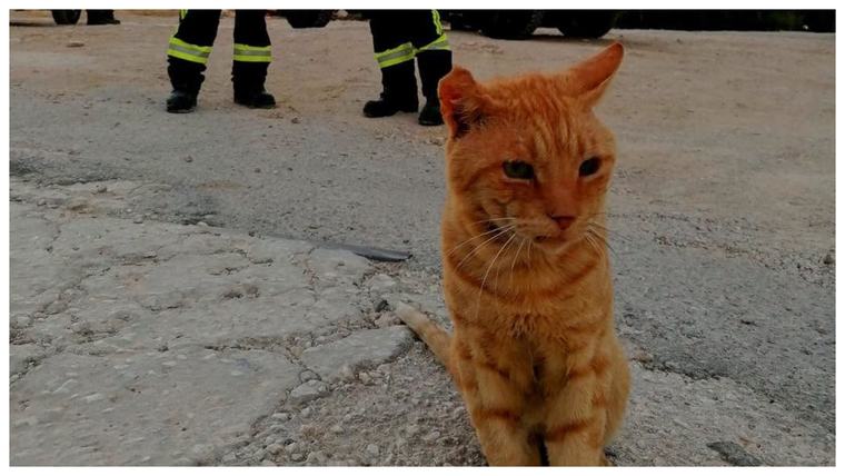 „Garfield” a intrat în echipa pompierilor români din Grecia. Motănelul nu a mai vrut să plece după ce a primit apă și mâncare