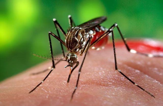 INSP: 58 de cazuri de infecţie cu virusul West Nile, înregistrate în acest sezon/ A mai fost raportat un deces, bilanţul ajungând la trei